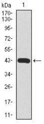 Western Blot: Mark3 Antibody (2G12)BSA Free [NBP2-37445]