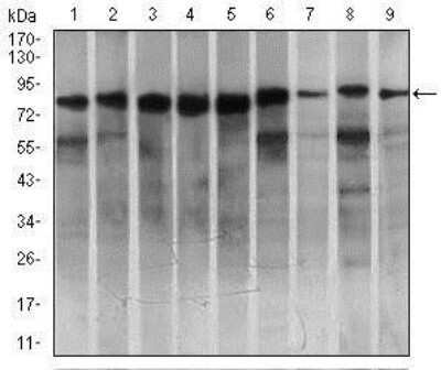 Western Blot: Mark3 Antibody (2G12)BSA Free [NBP2-37445]