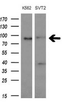 Western Blot: Mark3 Antibody (OTI2G8)Azide and BSA Free [NBP2-72590]