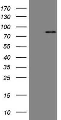 Western Blot: Mark3 Antibody (OTI2G8)Azide and BSA Free [NBP2-72590]