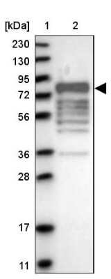 Western Blot: Mark3 Antibody [NBP1-85389]