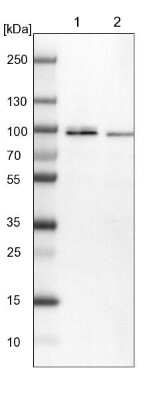 Western Blot: Mark3 Antibody [NBP1-85389]