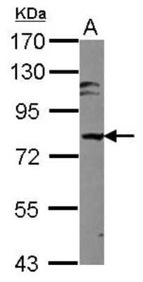 Western Blot: Mark3 Antibody [NBP2-17225]