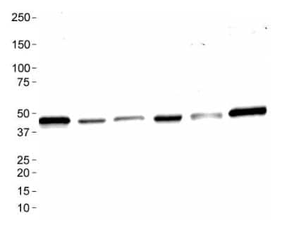 Western Blot: Mas AntibodyBSA Free [NBP1-78444]