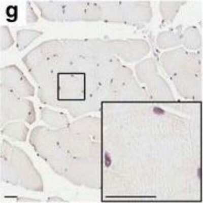 Immunohistochemistry: Matrin 3 Antibody [NB100-1761]