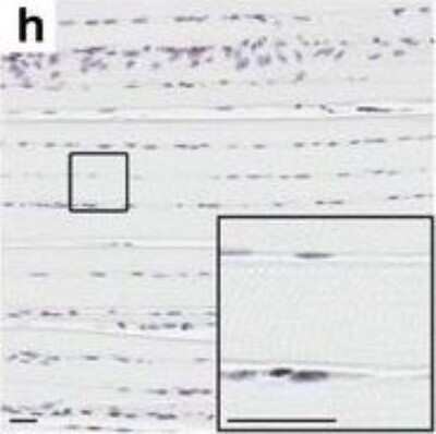 Immunohistochemistry: Matrin 3 Antibody [NB100-1761]