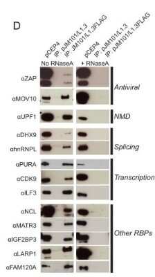 Western Blot: Matrin 3 Antibody [NB100-1761]