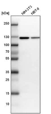 Western Blot: Matrin 3 Antibody [NBP1-87859]