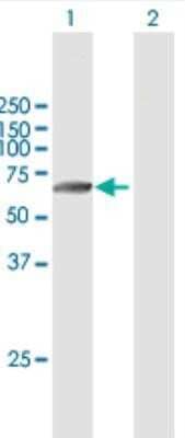 Western Blot: Matriptase 2 Antibody [H00164656-B01P]