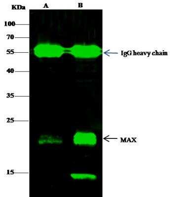 Immunoprecipitation: Max Antibody (103) [NBP2-90153]