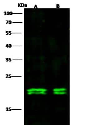 Western Blot: Max Antibody (103) [NBP2-90153]