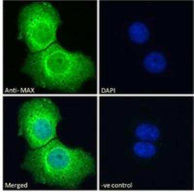 Immunofluorescence: Max Antibody [NB100-793]