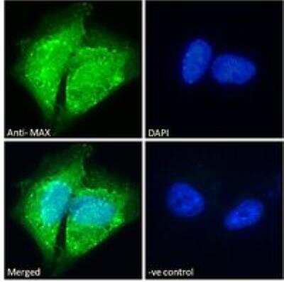 Immunofluorescence: Max Antibody [NB100-793]