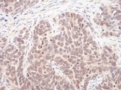 Immunohistochemistry-Paraffin: Max Antibody [NBP1-49963]