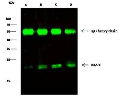 Immunoprecipitation: Max Antibody [NBP3-00047]
