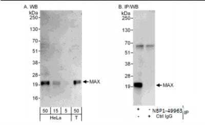 Western Blot: Max Antibody [NBP1-49963]