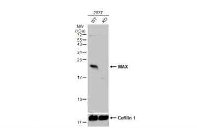 Western Blot: Max Antibody [NBP2-17233]