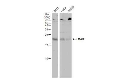 Western Blot: Max Antibody [NBP2-17233]