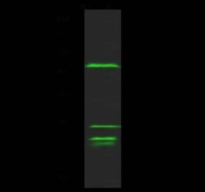 Western Blot: Max Antibody [NBP2-98815]