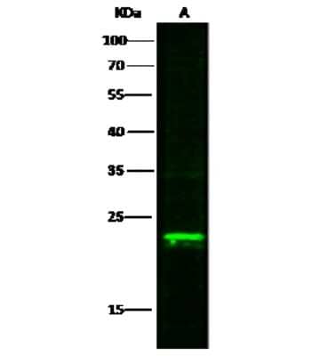 Western Blot: Max Antibody [NBP3-00047]