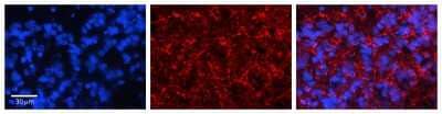 Immunohistochemistry-Paraffin: Maxi Potassium channel alpha Antibody [NBP2-87781]