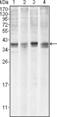 Western Blot: Mcl-1 Antibody (8C6)BSA Free [NB100-2194]