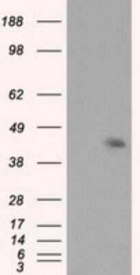 Western Blot: Mcl-1 Antibody (OTI10F6)Azide and BSA Free [NBP2-72598]