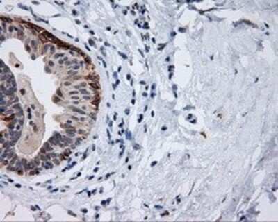 Immunohistochemistry: Mcl-1 Antibody (OTI10F6) [NBP2-45773]