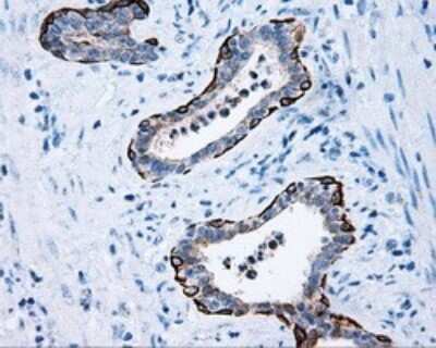 Immunohistochemistry: Mcl-1 Antibody (OTI10F6) [NBP2-45773]