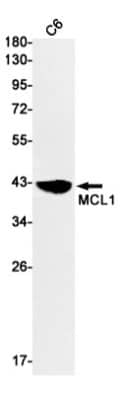 Western Blot: Mcl-1 Antibody (S04-3A4) [NBP3-19546]