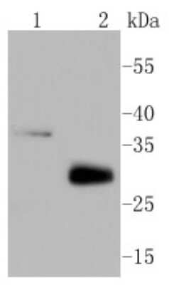 Western Blot: Mcl-1 Antibody (SI16-04) [NBP2-67400]