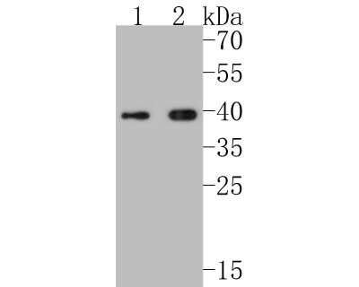 Western Blot: Mcl-1 Antibody (SI16-04) [NBP2-67400]