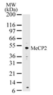 Western Blot: MeCP2 Antibody [NB100-56326]