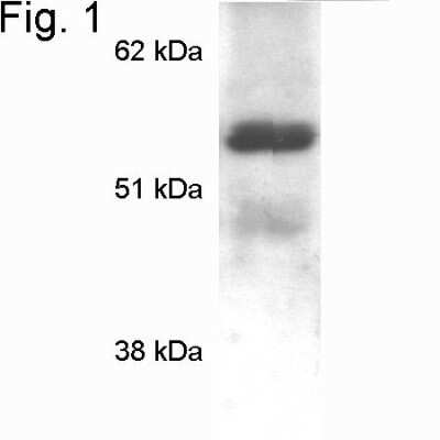 Western Blot: MeCP2 Antibody [NB600-1101]