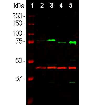 Western Blot: MeCP2 Antibody [NBP3-05541]