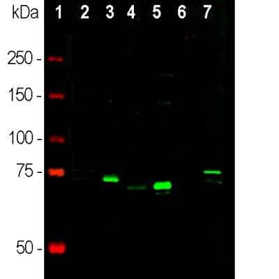 Western Blot: MeCP2 Antibody [NBP3-05542]