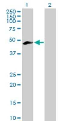 Western Blot: Meis homeobox 3 Antibody [H00056917-B01P]