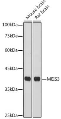 Western Blot: Meis homeobox 3 AntibodyAzide and BSA Free [NBP3-16055]