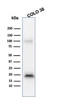 Western Blot: Melan-A/MART-1 Antibody (M2-9E3)Azide and BSA Free [NBP2-33150]