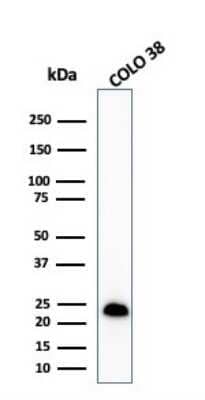 Western Blot: Melan-A/MART-1 Antibody (MLANA/1409R)Azide and BSA Free [NBP2-54443]