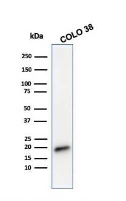 Western Blot: Melan-A/MART-1 Antibody (MLANA/788)Azide and BSA Free [NBP2-47803]