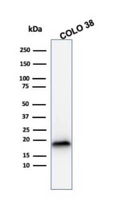 Western Blot: Melan-A/MART-1 Antibody (rMLANA/788)Azide and BSA Free [NBP2-54444]