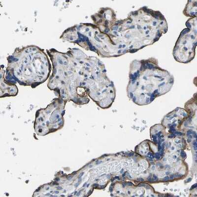 Immunohistochemistry-Paraffin: Melanocortin-4 R Antibody [NBP1-87567]