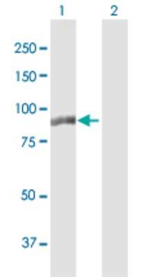 Western Blot: Melanophilin Antibody [H00079083-B01P]