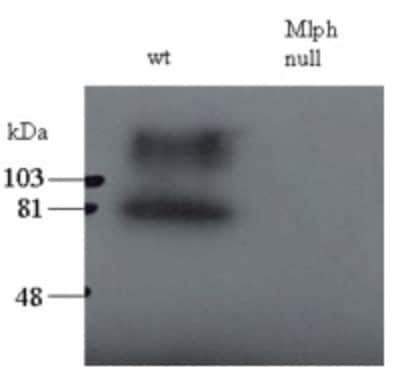 Western Blot: Melanophilin Antibody [NB300-943]