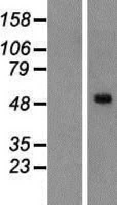 Western Blot: Melanopsin Overexpression Lysate [NBP2-05892]