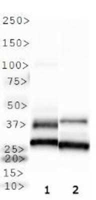 Western Blot: Melatonin Receptor 1B AntibodyBSA Free [NLS932]