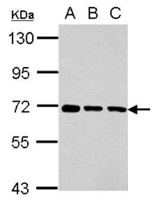 Western Blot: Membralin Antibody [NBP2-17276]