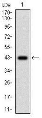 Western Blot: Menin Antibody (7D3E10)BSA Free [NBP2-37251]
