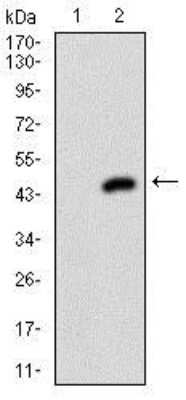 Western Blot: Menin Antibody (7D3E10)BSA Free [NBP2-37251]